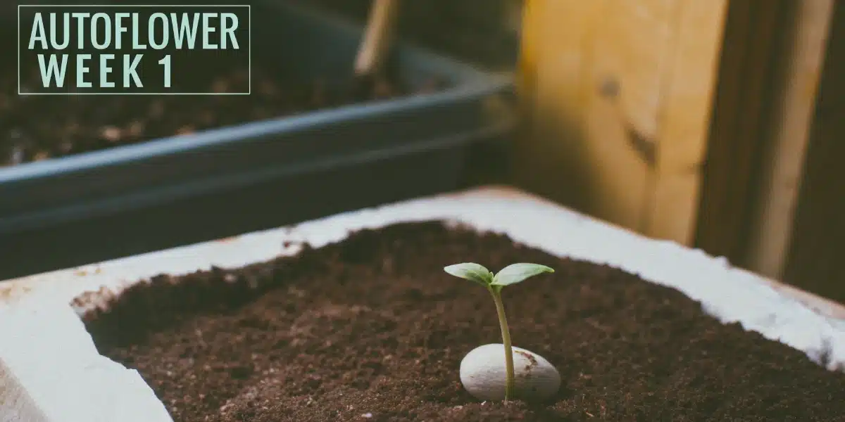 A small green autoflower cannabis sprout with two leaves emerging from soil next to a white pebble, labeled "AUTOFLLOWER WEEK 1".