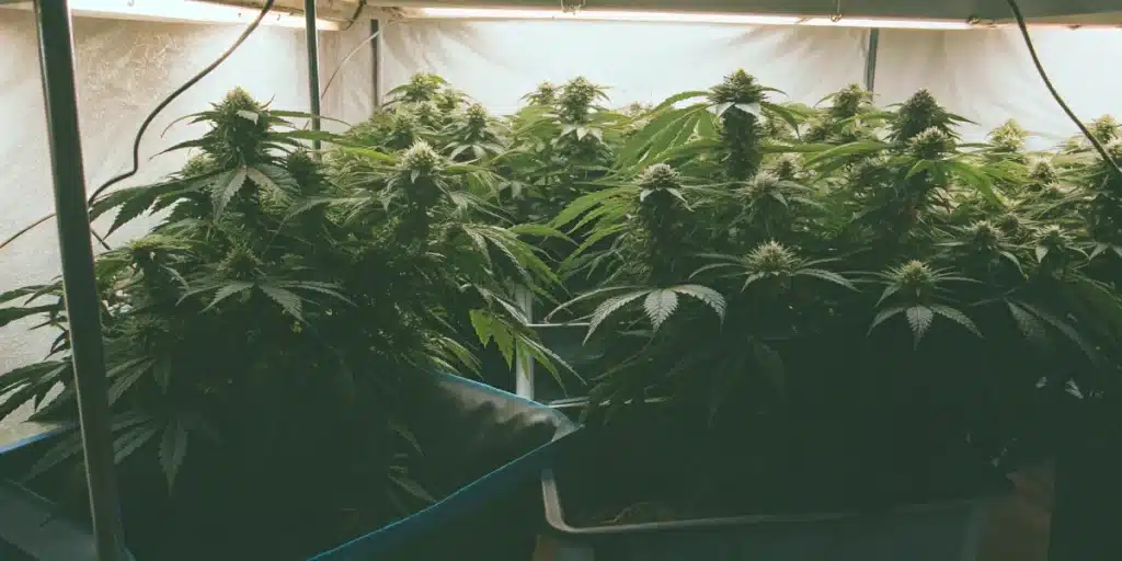 Autoflower plants at week 3 of growth, with multiple flowering branches under indoor lighting, showing steady bud formation and healthy leaf structure