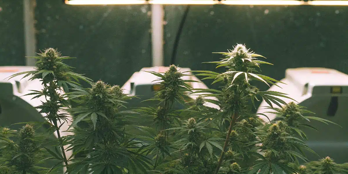 Dense, green autoflower buds at week 3, forming under bright indoor grow lights, with visible healthy leaves and maturing trichomes