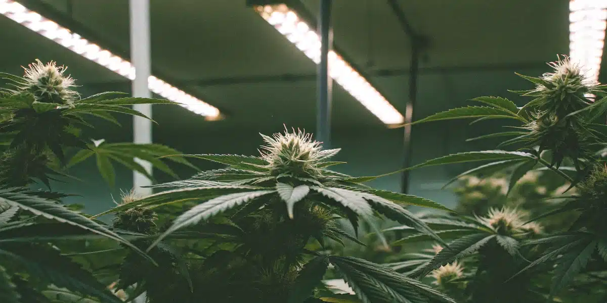 Autoflower cannabis plants at week 3, thriving in an indoor grow tent under evenly spaced LED lights, surrounded by vibrant green foliage