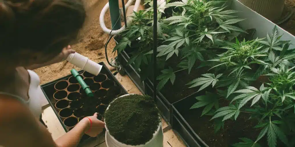 Gardener preparing planting pots with soil next to cannabis plants in an indoor grow space.