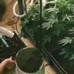 Gardener preparing planting pots with soil next to cannabis plants in an indoor grow space.