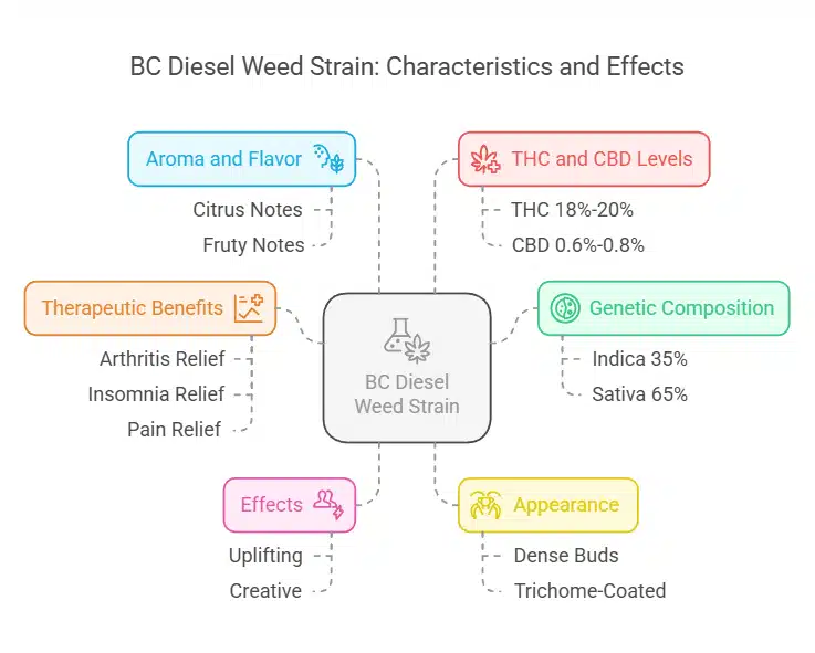 BC Diesel Weed Strain visual breakdown showing genetic composition, THC/CBD levels, aroma, appearance,