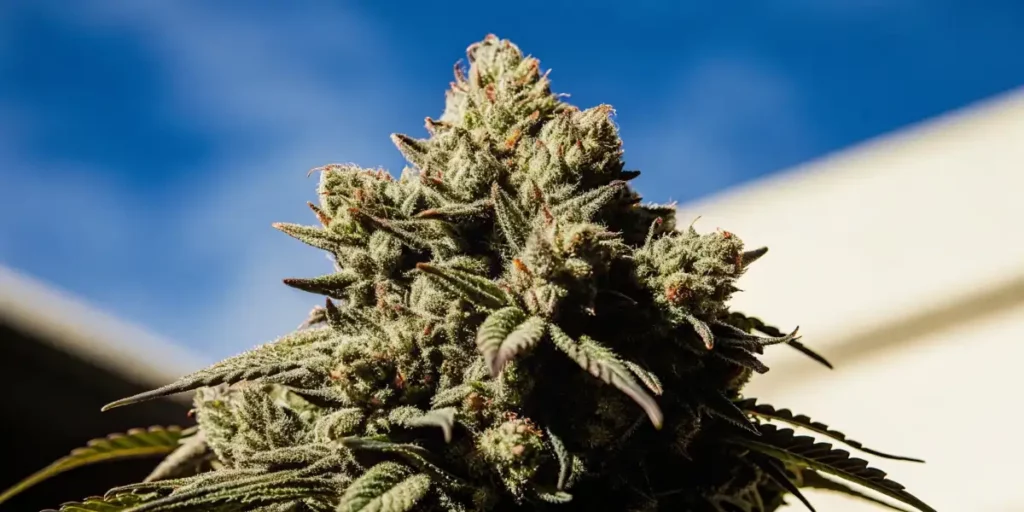Resin-coated cannabis bud with vibrant green leaves under clear blue skies.