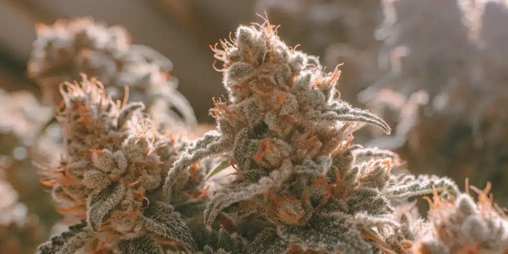 Close-up of frosty Zombie Auto Fem buds sparkling under warm light, highlighting orange pistils and dense trichomes
