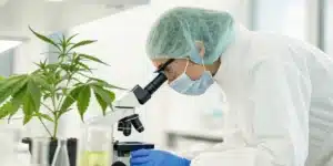 Medical researcher studying cannabis in leukemia treatment with lab equipment and cell cultures.