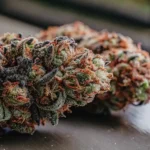 Close-up of cannabis buds with frosty trichomes, set on a gray surface.