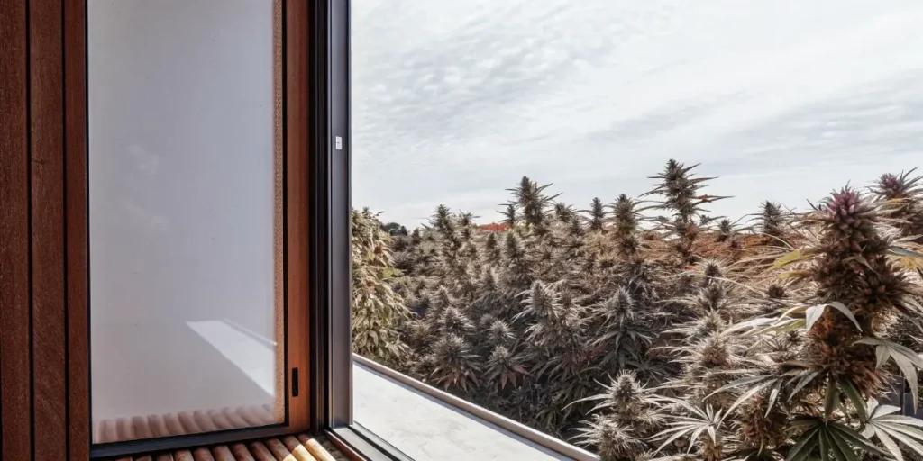 Hyper-realistic scene of lush cannabis plants, some with purple and orange hues, viewed from a window with wooden frame, overlooking a field under a cloudy sky.