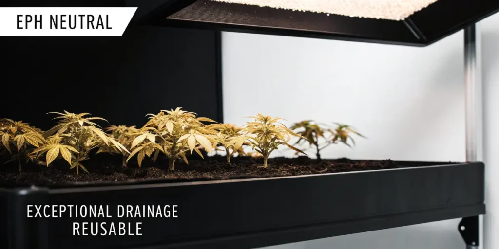 Hyper-realistic image of cannabis golden seedlings thriving under a bright grow light, labeled "EPH NEUTRAL," "EXCEPTIONAL DRAINAGE," and "REUSABLE."