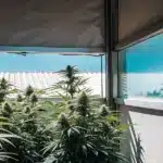 Hyper-realistic scene of lush cannabis plants growing outdoors, viewed from indoors through a window reflecting the plants and blue sky.