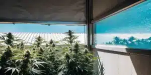 Hyper-realistic scene of lush cannabis plants growing outdoors, viewed from indoors through a window reflecting the plants and blue sky.