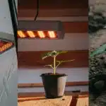 Composite image showing grow lights, a potted seedling, and a planted seedling in soil.