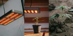 Composite image showing grow lights, a potted seedling, and a planted seedling in soil.