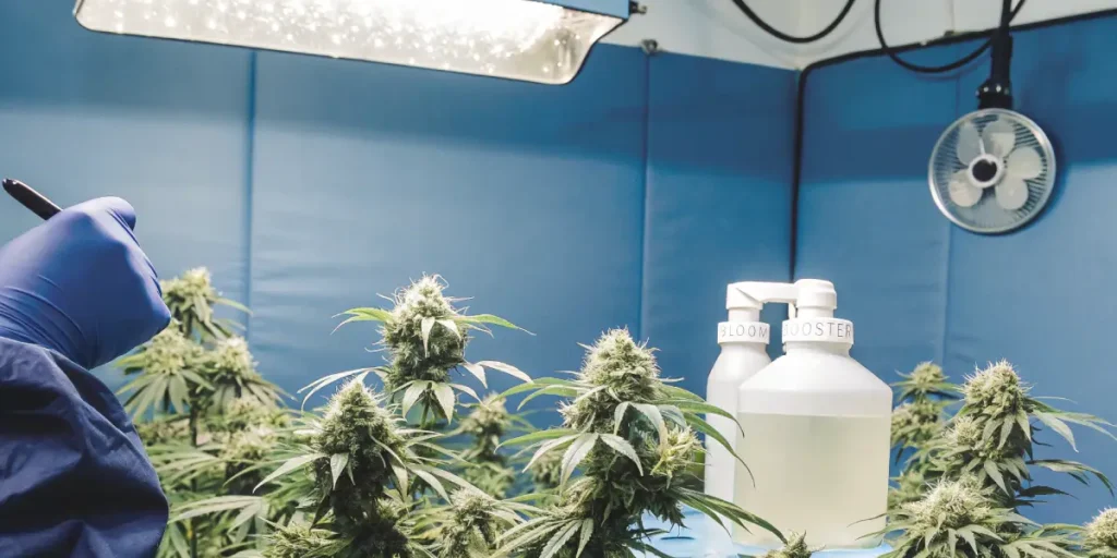 Hyper-realistic scene: gloved hand measuring or examining lush indoor cannabis plants in a blue-walled grow room with a fan and bright lights.