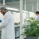 Laboratory scene with scientists examining cannabis terpenes for arthritis, highlighting natural anti-inflammatory research.