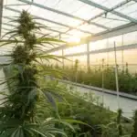 Sunlit cannabis plant representing cannabis treatment for epilepsy in a natural care setting.