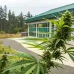 Cannabis plant with buds in foreground, large green building and forest in background, suggesting medical cultivation or research.