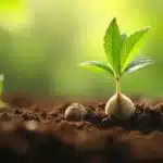 Close-up of an autoflowering cannabis seedling sprouting in soil