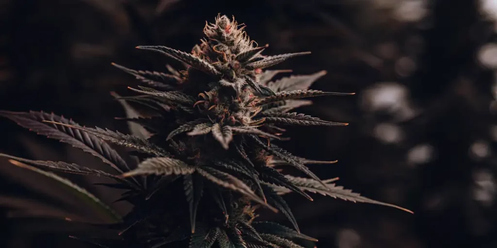 Close-up of a dense cannabis bud with dark leaves and resinous tips in low light.