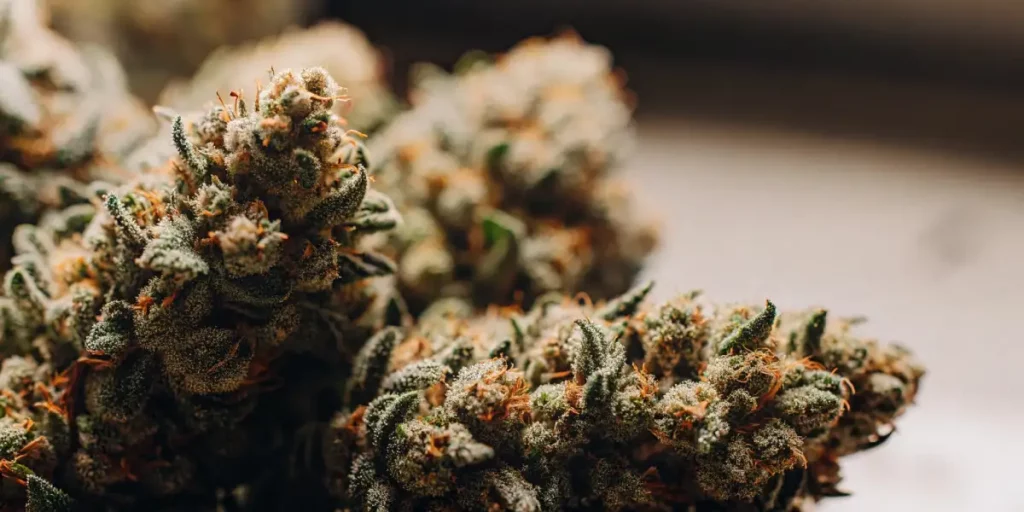 Dense cannabis buds covered in resin and orange pistils with vibrant green leaves.