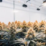 Hyper-realistic indoor cannabis grow room filled with dense, golden-hued plants, under bright overhead lights.