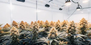 Hyper-realistic indoor cannabis grow room filled with dense, golden-hued plants, under bright overhead lights.