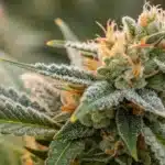 Close-up of a frost-coated Amnesia Haze cannabis bud with orange pistils, glowing softly in natural light