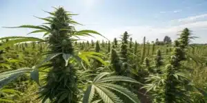 Large Amnesia Lemon Fast Version cannabis plants growing outdoors under bright sunlight, with densely packed colas