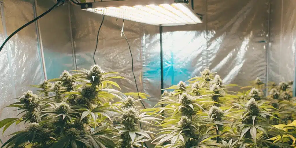 Indoor Animal Mint Cake Strain grow setup with several healthy plants developing resinous buds under bright LED lights