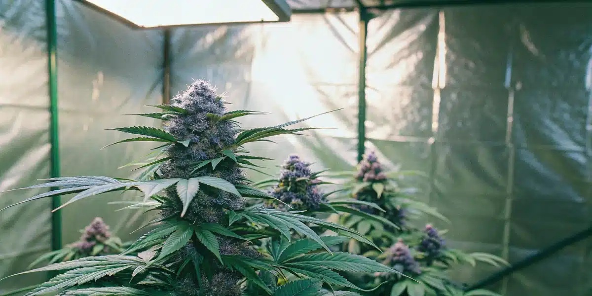 Auto Purple Gelato cannabis plant with vibrant purple buds and large leaves in an indoor grow tent.
