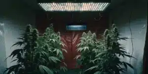 Tall cannabis plants of Panama Weed Strain illuminated by LED lights in a grow tent setup