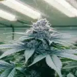 Close-up of a fully mature cannabis plant of Pink Rozay strain under bright indoor grow lights