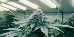 Close-up of a fully mature cannabis plant of Pink Rozay strain under bright indoor grow lights