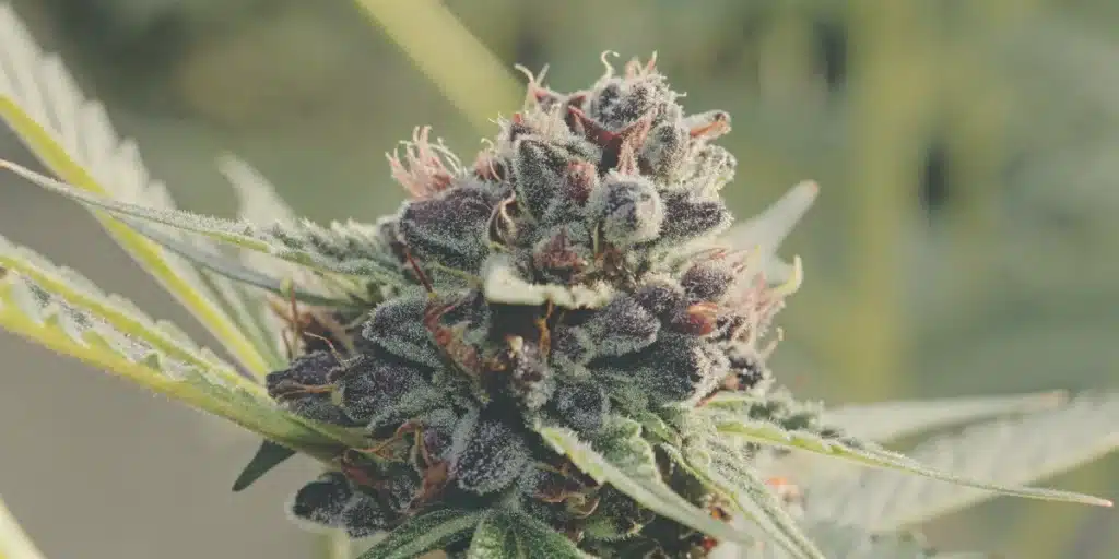 Close-up of a dark purple, trichome-covered Platinum Cookie weed strain bud with orange pistils.