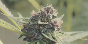 Close-up of a dark purple, trichome-covered Platinum Cookie weed strain bud with orange pistils.