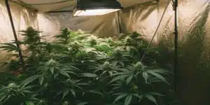 Dense ude Boy Weed Strain plants growing under bright indoor lights, surrounded by reflective walls to enhance light distribution