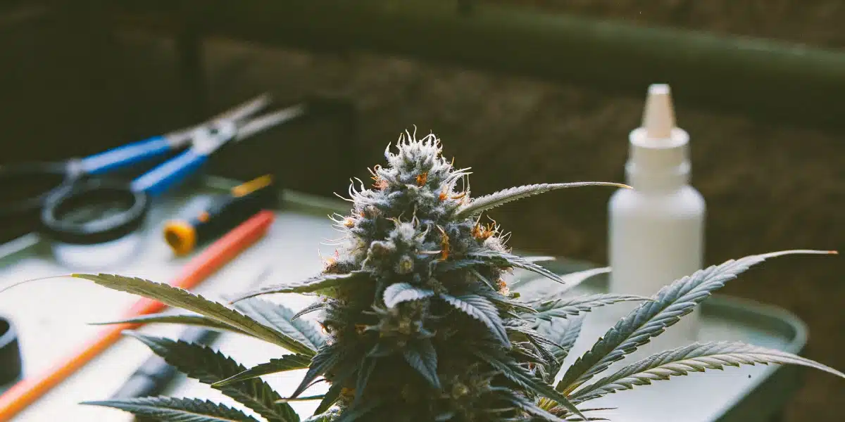 Close-up of a frosty Sherbet Autoflower Strain bud on a table surrounded by pruning tools and a spray bottle, ready for trimming.