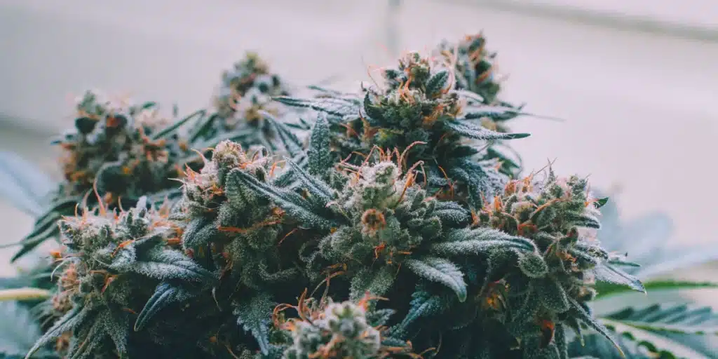 Close-up of dense Strawberry Banana Cheese Weed Strain buds covered in frosty trichomes with orange pistils