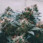 Close-up of dense Strawberry Banana Cheese Weed Strain buds covered in frosty trichomes with orange pistils