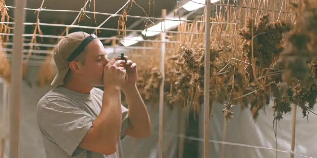 Man inspecting drying Sweet Zombie Auto Fem buds with a magnifying glass inside a controlled drying room
