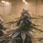 Fully mature Tropicana Cookies Purple Autoflower Strain plant with dense buds and purple hues in a large indoor cultivation room