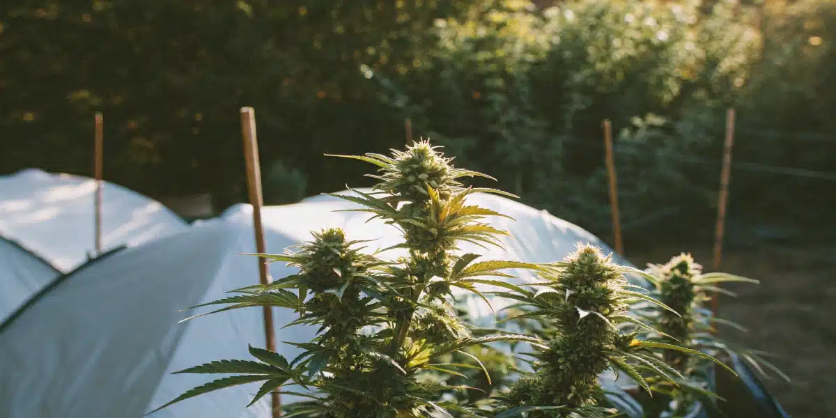 Mature Sherbet Autoflower Strain plants growing outdoors under natural sunlight, near white protective tent structures