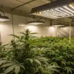 Dense canopy of Haze Autoflower CBD plants flourishing under bright LED lights in an indoor grow room.