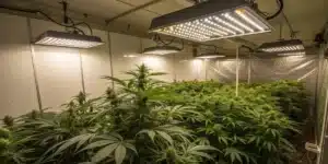 Dense canopy of Haze Autoflower CBD plants flourishing under bright LED lights in an indoor grow room.