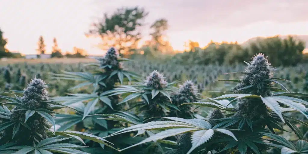 Outdoor Purple Kush Auto field with large, frosty buds illuminated by a warm sunset.