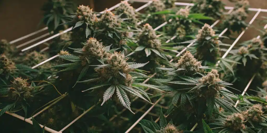 View of multiple Skunk x Northern Lights FV plants thriving in a structured indoor growing system