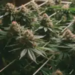 View of multiple Skunk x Northern Lights FV plants thriving in a structured indoor growing system