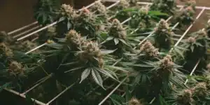 View of multiple Skunk x Northern Lights FV plants thriving in a structured indoor growing system