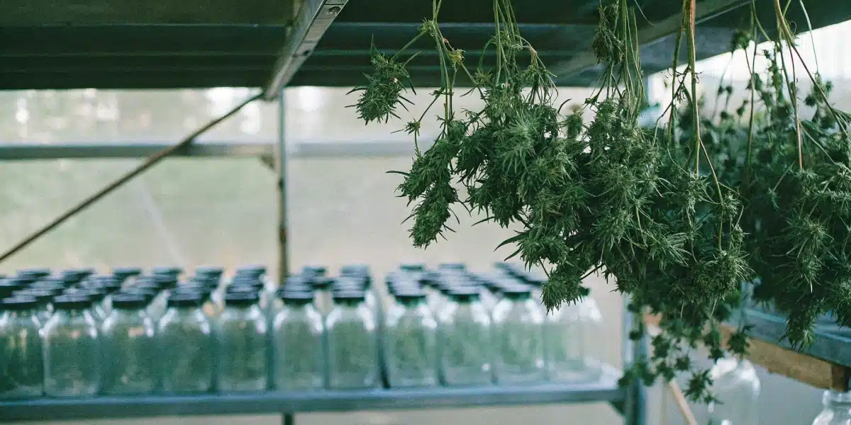 Pink Rozay Weed Strain buds hanging to dry above glass jars in a well-ventilated curing room