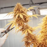 Gloved hand using scissors to harvest a golden-hued cannabis plant under grow lights in an indoor setting.